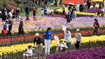 Foto Udara Keindahan Taman dengan Bunga Tulip Bermekaran