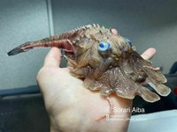 fotoinet Nelayan Rusia Abadikan Potret Makhluk Hidup Laut yang Mengerikan