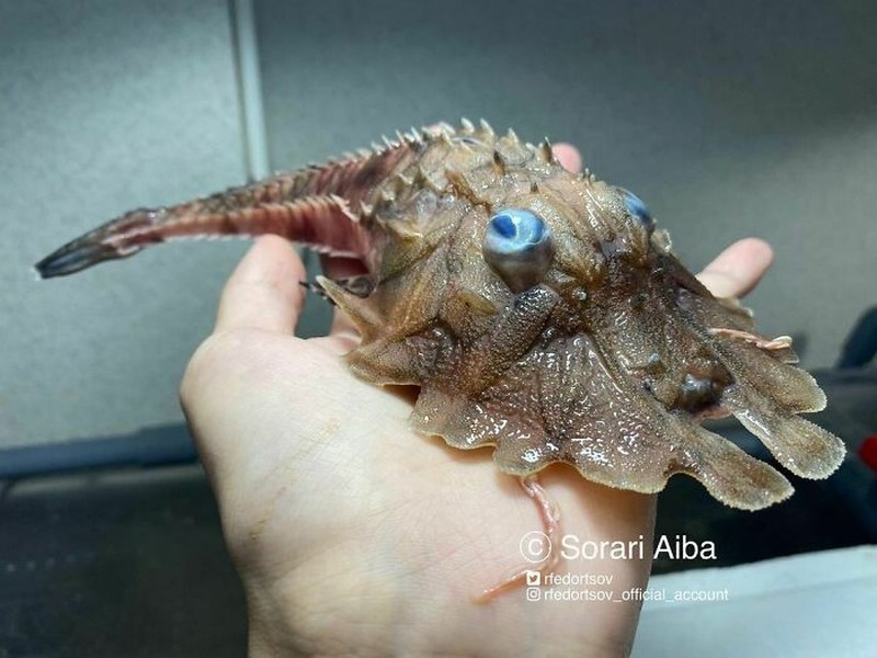 fotoinet Nelayan Rusia Abadikan Potret Makhluk Hidup Laut yang Mengerikan