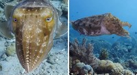 fotoinet Nelayan Rusia Abadikan Potret Makhluk Hidup Laut yang Mengerikan
