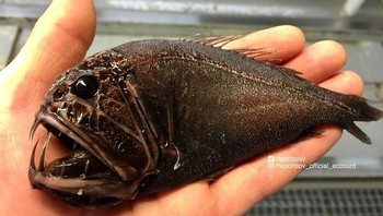 Bahkan foto-foto makhluk hidup laut yang ia bagikan secara onlina sering menjadi viral karena keunikan, aneh dan ngeri.  Foto: rfedortsov_official_account