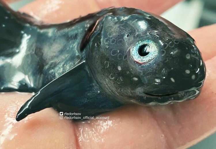 fotoinet Nelayan Rusia Abadikan Potret Makhluk Hidup Laut yang Mengerikan