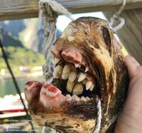 fotoinet Nelayan Rusia Abadikan Potret Makhluk Hidup Laut yang Mengerikan