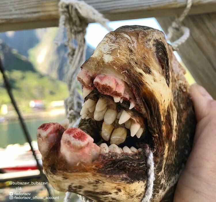 fotoinet Nelayan Rusia Abadikan Potret Makhluk Hidup Laut yang Mengerikan