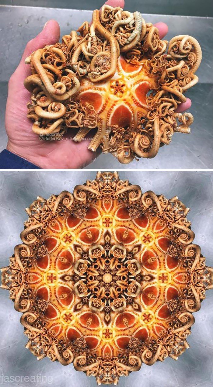 fotoinet Nelayan Rusia Abadikan Potret Makhluk Hidup Laut yang Mengerikan