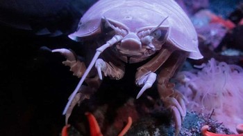 Orang-orang yang tinggal di bawah ini disebut Isopoda Raksasa dan suka menggali ke dalam lumpur dan lantai tanah liat lautan. Karena metabolisme mereka yang sangat lambat, mereka dapat bertahan bertahun-tahun tanpa makan tetapi juga menghemat energi dengan tidak pernah banyak bergerak. Foto: Wikimedia Commons / CC BY 2.0