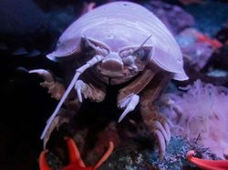 Seram! Deretan Penghuni Laut Dalam Punya Wujud Menakutkan