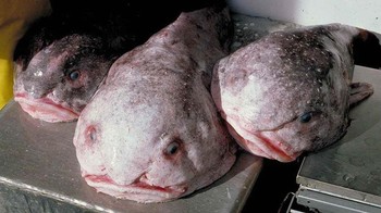 Blob Fish pernah dinyatakan sebagai organisme hidup paling jelek di dunia , cenderung berada di kedalaman sekitar 600 hingga 1.100 meter. Tubuhnya sebagian besar berupa daging agar-agar yang sedikit kurang padat dari air. Hal ini memungkinkannya melayang di atas dasar laut tanpa menggunakan energi apa pun, memakan sebagian besar benda yang kebetulan mengapung di jalurnya. Foto: Wikimedia Commons / CC BY 2.0