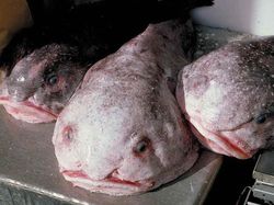 Seram! Deretan Penghuni Laut Dalam Punya Wujud Menakutkan