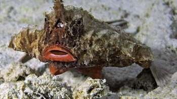 The Batfish adalah penghuni dasar kecil yang aneh yang terlihat seperti memakai tongkat bibir. Meskipun mereka bukan perenang yang hebat, batfish memiliki pelengkap kecil yang memungkinkan mereka untuk berjalan-jalan di dasar laut, di mana mereka sering bersembunyi di pasir dan memancing mangsa ke dalam mulutnya. Foto: Wikimedia Commons / CC BY 2.0