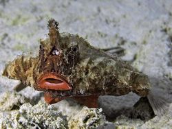 Seram! Deretan Penghuni Laut Dalam Punya Wujud Menakutkan