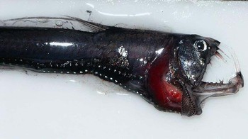 Viperfish  yang tampak menyeramkan memiliki gigi yang sangat besar sehingga tidak dapat dimasukkan ke dalam mulutnya. Gigi besar ini membantu Viperfish untuk berburu di kegelapan lautan dalam. Foto: Wikimedia Commons / CC BY 2.0