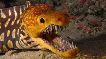 Meskipun Fangtooth mungkin hanya tumbuh sekitar tujuh inci, tetapi ia memiliki beberapa gigi yang cukup besar. Penampilannya yang sangat menakutkan juga membuatnya mendapat julukan, saber tooth. Foto: Wikimedia Commons / CC BY 2.0