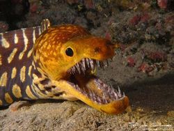 Seram! Deretan Penghuni Laut Dalam Punya Wujud Menakutkan