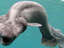 Seram! Deretan Penghuni Laut Dalam Punya Wujud Menakutkan