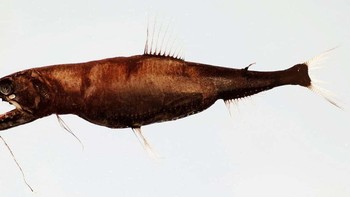 Snaggletooth yang tampak menyeramkan tidak hanya memiliki gigi yang sangat tajam, tetapi juga pancingan pendar dalam gelap di dagunya yang dapat digoyangkan untuk menarik mangsa. Foto: Wikimedia Commons / CC BY 2.0