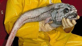  Grenadier dianggap sebagai salah satu keluarga ikan laut dalam yang paling banyak populasinya di dunia . Ekor meruncing mereka juga memberi mereka nama panggilan Rattails. Foto: Wikimedia Commons / CC BY 2.0