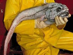 Seram! Deretan Penghuni Laut Dalam Punya Wujud Menakutkan