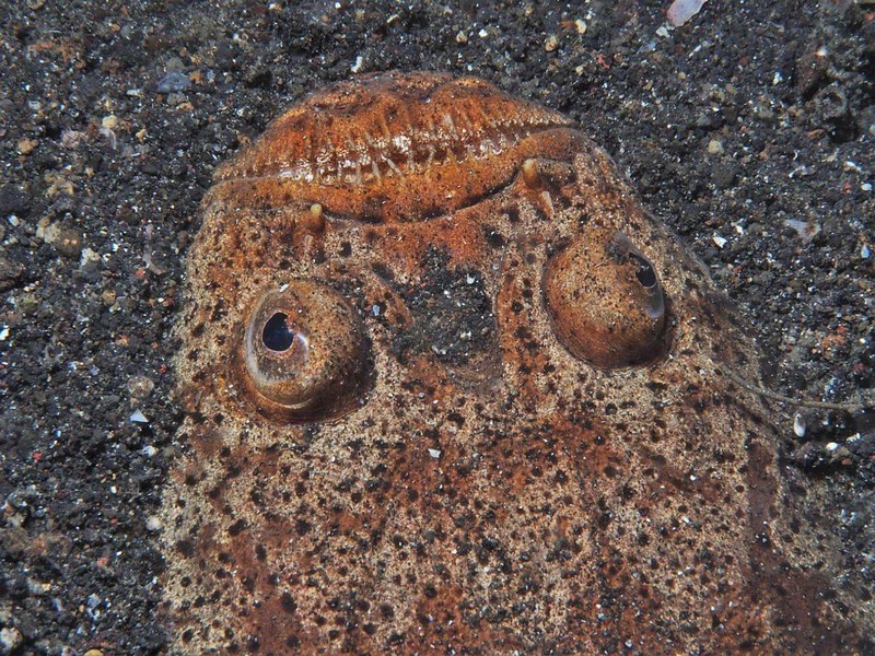 Hewan menyeramkan laut dalam