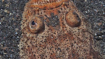 Jangan tertipu dengan nama cantiknya - Stargazers tidak hanya berbisa, tetapi juga piawei tersembunyi. Karena mata dan mulut mereka ada di atas kepala, mereka menggali ke dalam pasir, menunggu mangsa berenang di atas kepala, lalu melompat dan menyerang! Foto: Wikimedia Commons / CC BY 2.0