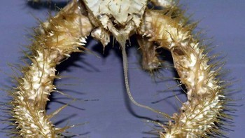 Kepiting Kiwa, ditemukan di Pasifik Selatan pada tahun 2005, sering dijuluki Kepiting Yeti, karena setae pirang yang menutupi cakarnya, yang menyerupai bulu. Foto: Wikimedia Commons / CC BY 2.0