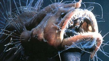  Fanfin Seadevil merupakan jenis anglerfish memiliki rupa paling menakutkan di perairan lautan dalam. Saat kawin, pejantan menyatu dengan betina dan berbagi aliran darah yang sama!  Foto: Wikimedia Commons / CC BY 2.0