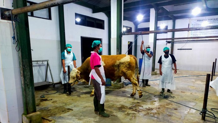 Jadi Pilot Project Sertifikasi Halal Nasional, Dua Rumah Potong Hewan di Banyuwangi Lolos Audit