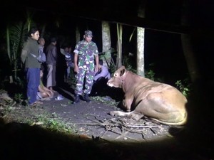 Maling Sapi di Lumajang Tewas Dimassa, Satu Motor Hangus Terbakar