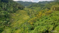 Pemandangan hijau yang memanjakan mata di jalur mudik Jawa Barat