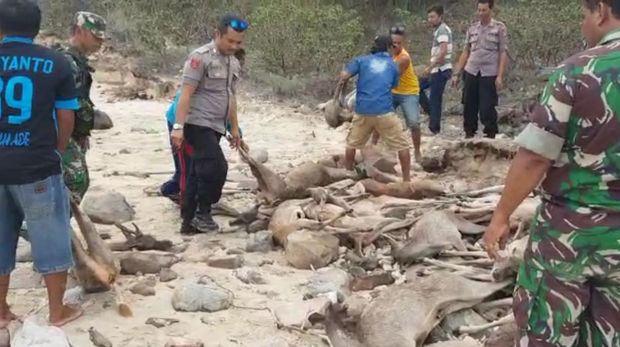 Penampakan rusa-rusa hasil buruan liar di Pulau Komodo yang diungkap Iptu Suriadin 2018 lalu. Dokumen Istimewa