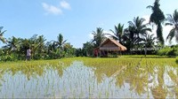 Foto: Hamparan sawah yang tersaji di kedai kopi Laklak Pengangon, Desa Bakas, Kecamatan Banjarangkan, Klungkung, Bali. (Agus Eka Purna Negara/detikBali)