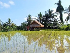 Ngopi Santai Sembari Menyantap Laklak di Sawah Desa Bakas