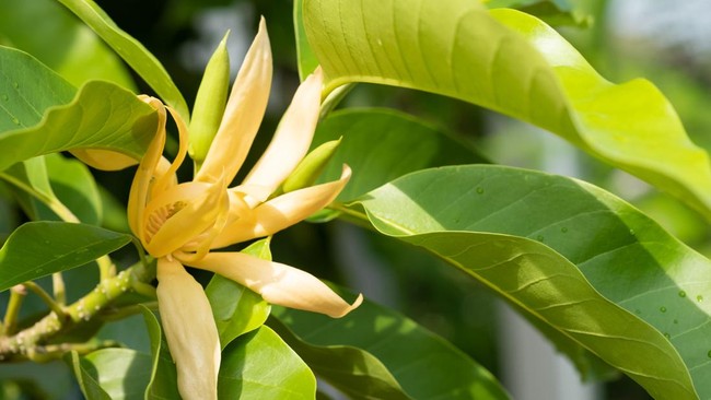 Nggak Cuma Cantik, 5 Tanaman Ini Bisa Jadi Pembersih Udara di Rumah