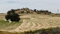 Penampakan lapangan di sebelah jalan raya Limassol-Nicosia yang dipenuhi bola-bola jemari di distrik Nicosia, Cyprus, Minggu (16/4/2023).