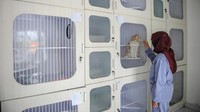 Pekerja memeriksa kesehatan kucing di tempat penitipan kucing Cat Locus Bandung, Jawa Barat, Senin (17/4/2023). Pemilik usaha penitipan kucing menyatakan, mendekati Hari Raya Idul Fitri 1444 H, usahannya mengalami peningkatan hingga 100 persen dibandingkan dengan bulan sebelumnya. ANTARA FOTO/Raisan Al Farisi  
