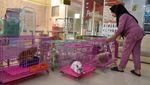 Jelang Lebaran, Hotel Kucing di Sejumlah Daerah Ramai Dipesan