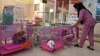 Petugas menata sejumlah kandang berisikan kucing yang dititipkan di Darussalam Petshop, Medan, Sumatera Utara, Sabtu (15/4/2023). Menurut pelaku usaha tersebut, menjelang H-7 Lebaran layanan jasa tersebut ramai dikunjungi warga untuk menitipkan hewan peliharaan dengan biaya Rp 50.000 - 800.000 per-hari tergantung jenis hewan dan ukuran kamar penitipan. ANTARA FOTO/FransiscoCarollio  