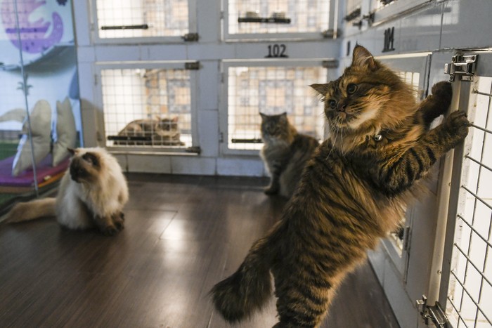 Sejumlah kucing bermain di tempat jasa penitipan hewan Arnamir Hotel Kucing, Jakarta, Senin (17/4/2023). Menjelang lebaran tempat penitipan kucing tersebut telah dipesan penuh oleh warga yang ingin menitipkan kucingnya sebelum ditinggal mudik ke kampung halaman dengan biaya jasa penitipan Rp125 ribu - Rp185 ribu per hari. ANTARA FOTO/Hafidz Mubarak A/foc.