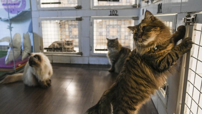 Sejumlah kucing bermain di tempat jasa penitipan hewan Arnamir Hotel Kucing, Jakarta, Senin (17/4/2023). Menjelang lebaran tempat penitipan kucing tersebut telah dipesan penuh oleh warga yang ingin menitipkan kucingnya sebelum ditinggal mudik ke kampung halaman dengan biaya jasa penitipan Rp125 ribu - Rp185 ribu per hari. ANTARA FOTO/Hafidz Mubarak A/foc.