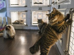 Hari Kucing Sedunia 2023: Sejarah, Tujuan, dan Twibbonnya