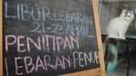 Jelang Lebaran, Hotel Kucing di Sejumlah Daerah Ramai Dipesan