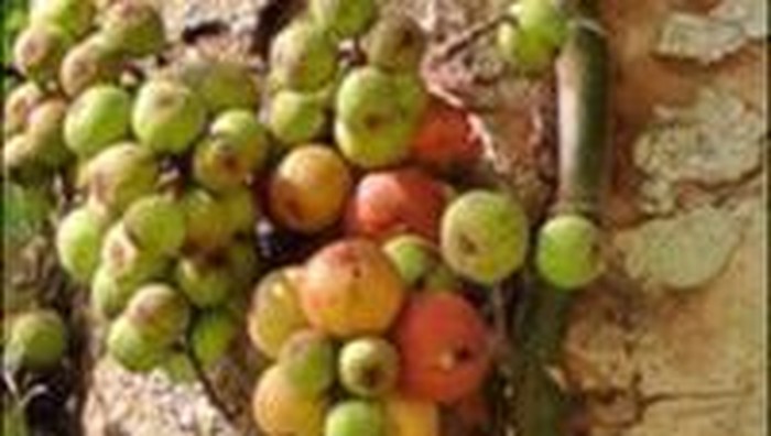 Kombinasi Payung-Kunci Penentu Keberhasilan Konservasi