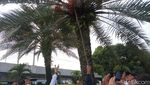 Masjid Al Azhar, Masjid Estetik Menyimpan Pohon Kurma