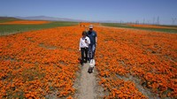 Pengunjung berjalan di jalur di tengah ladang bunga mekar di Antelope Valley California Poppy Reserve di Lancaster, California, Senin (10/4/2023). Antelope Valley California Poppy Reserve merupakan kawasan konservasi yang khusus didirikan untuk menjaga kelestarian bunga poppy California, spesies tumbuhan yang masih bersaudara dengan opium.