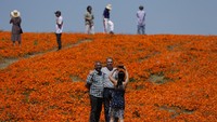 Seindah kelihatannya, bunga poppy ini memiliki makna kematian. Bahkan, makna ini sudah berasal dari tahun-tahun sebelumnya, pada peradaban Mesir Kuno. Dilansir BBC, dikatakan bahwa pada makam Tutankhamun, Firaun Mesir, di sana terdapat simbol bunga poppy. Sebab, pada masa itu bunga poppy melambangkan Osiris atau dewa maut. Bunga poppy juga disimbolkan sebagai peringatan Remembrance Day di Amerika Serikat, Inggris, dan beberapa negara persemakmuran Inggris. Jatuh pada tanggal 11 November, setiap masyarakat yang memperingatinya akan memakai pin bunga poppy.  