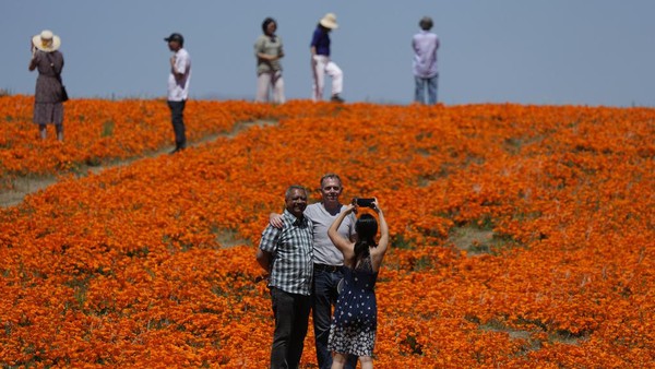 Menikmati Indahnya Bunga Poppy yang Menyelimuti Antelope Valley