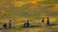 Bunga poppy juga memiliki makna harapan yang baik untuk masa depan. Bunga yang satu ini menyimbolkan kehidupan dan penghiburan, terutama bagi mereka yang berjuang. Poppy bukan satu-satunya bunga liar yang tumbuh di Antelope Valley. Bunga-bungaan liar seperti owls clover, lupine, goldfield, cream cup dan coreopsis juga menjadikan padang itu sebagai habitat, ikut serta dalam menciptakan mosaik warna dan aroma di Antelope Valley setiap musim semi.