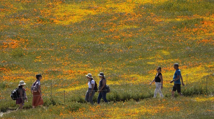 Visitors walk on a hilltop over a field of blooming flowers near the Antelope Valley California Poppy Reserve, Monday, April 10, 2023, in Lancaster, Calif. (AP Photo/Marcio Jose Sanchez)
