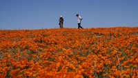 Dengan letaknya yang berada di ketinggian antara 2.600 sampai 3.000 meter di atas permukaan laut, kawasan Antelope Valley pada dasarnya adalah padang pasir. Lembah ini memang termasuk bagian dari Gurun Mojave. Tetapi setiap musim semi, tempat ini berubah menjadi padang bunga yang dipenuhi jutaan bunga poppy oranye menyala yang tumbuh liar.  