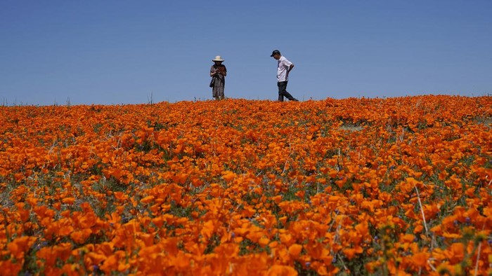 Menikmati Indahnya Bunga Poppy Liar yang Menyelimuti Antelope Valley Visitors walk on a hilltop over a field of blooming flowers near the Antelope Valley California Poppy Reserve, Monday, April 10, 2023, in Lancaster, Calif. (AP Photo/Marcio Jose Sanchez)